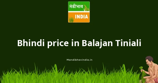 Bhindi price